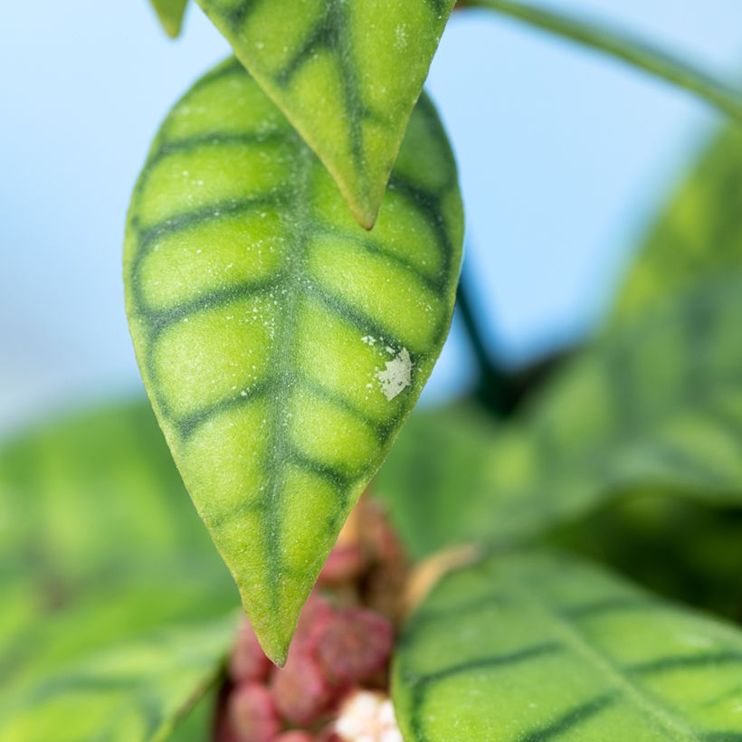 Hoya callistophylla - Wasbloem (Blad)