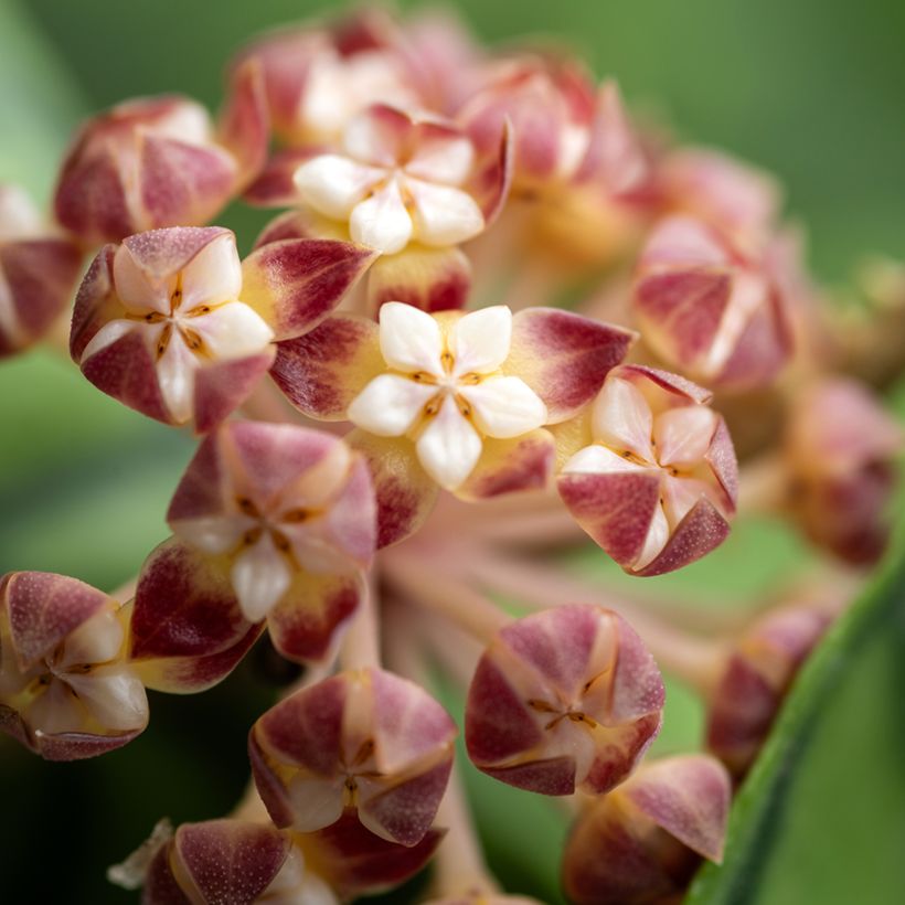 Hoya callistophylla - Wasbloem (Bloei)