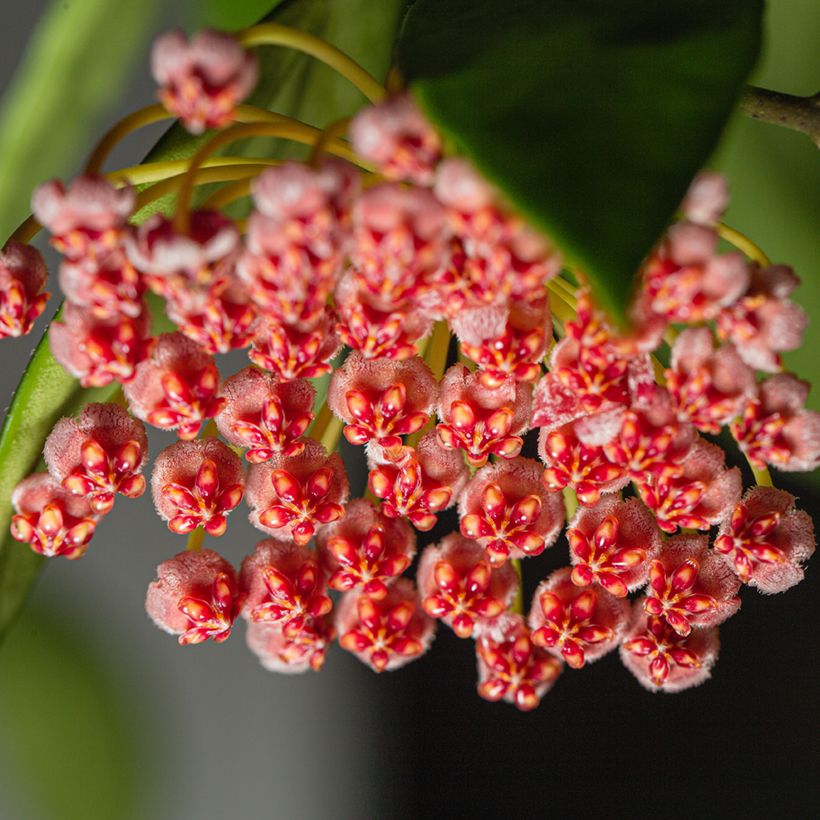 Hoya gracilis - Wasbloem (Bloei)