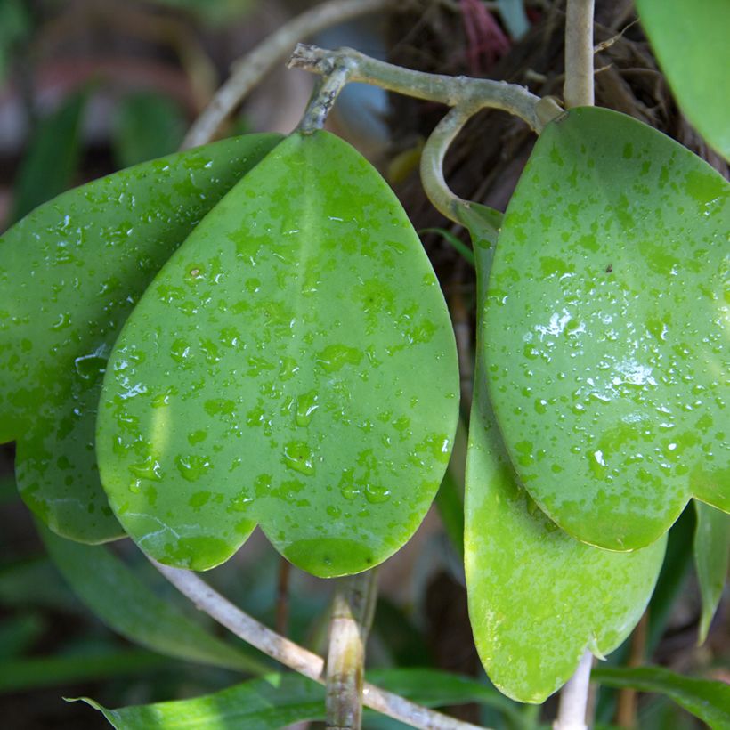 Hoya kerrii - Hartjesplant (Blad)