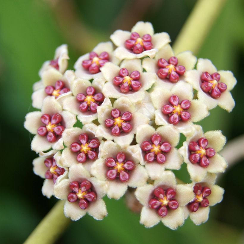 Hoya kerrii Variegata - Hartjesplant (Bloei)