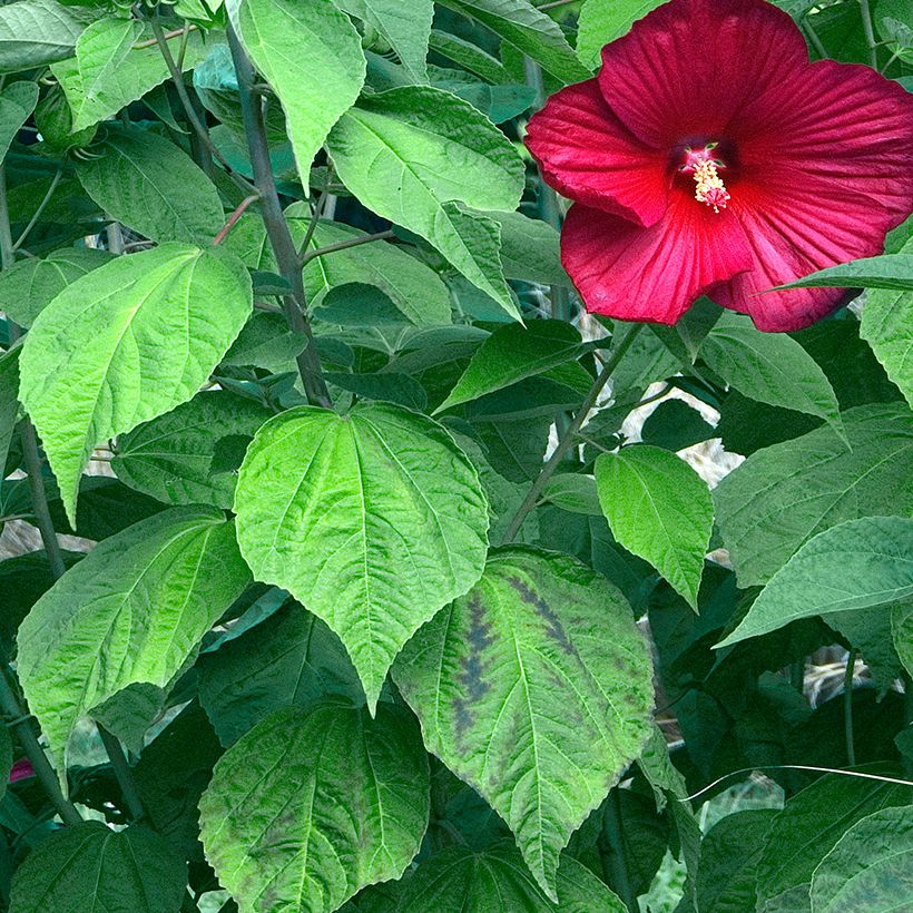 Hibiscus moscheutos Rood - Moerashibiscus (Blad)