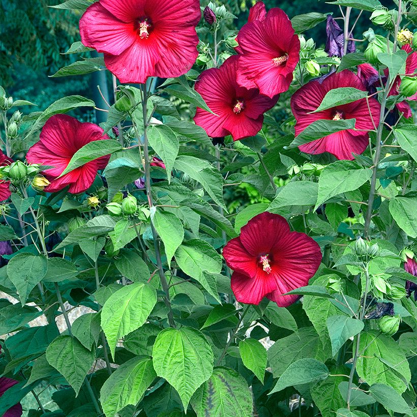 Hibiscus moscheutos Rood - Moerashibiscus (Groeiplaats)