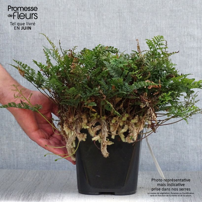 Exemplaar van Humata tyermannii - Konijnenpootvaren Pot van 12 cm / 13 cm zoals geleverd in de zomer