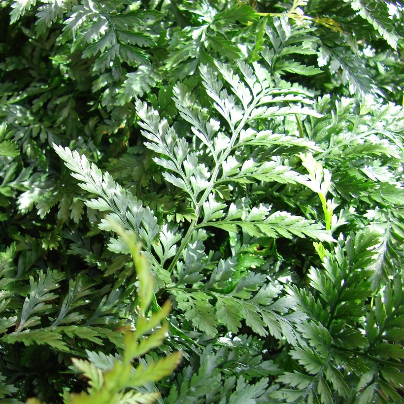 Humata tyermannii - Konijnenpootvaren (Blad)