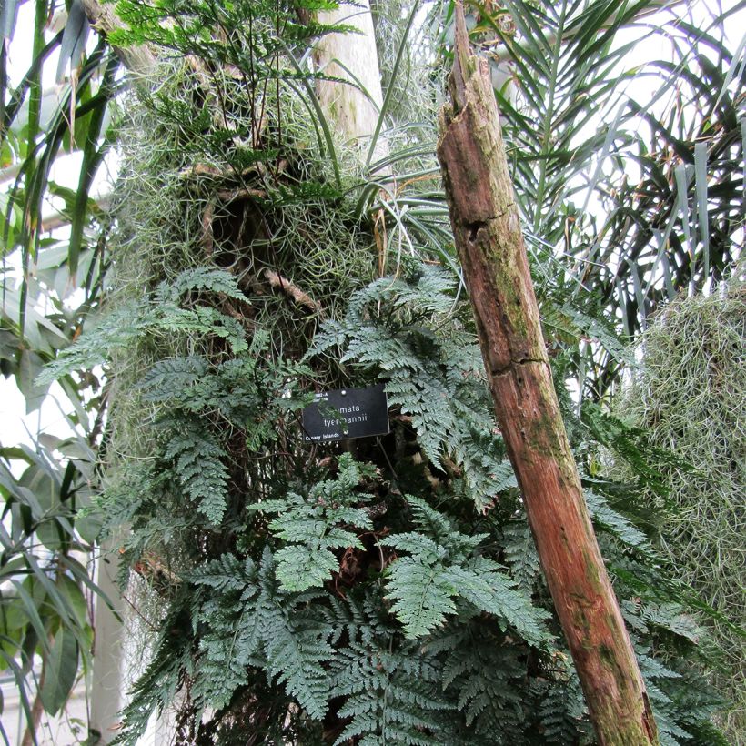 Humata tyermannii - Konijnenpootvaren (Groeiplaats)