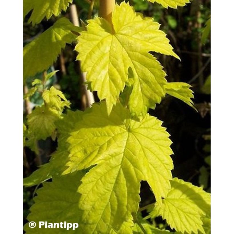 Gouden hop Golden Tassels - Humulus lupulus (Blad)