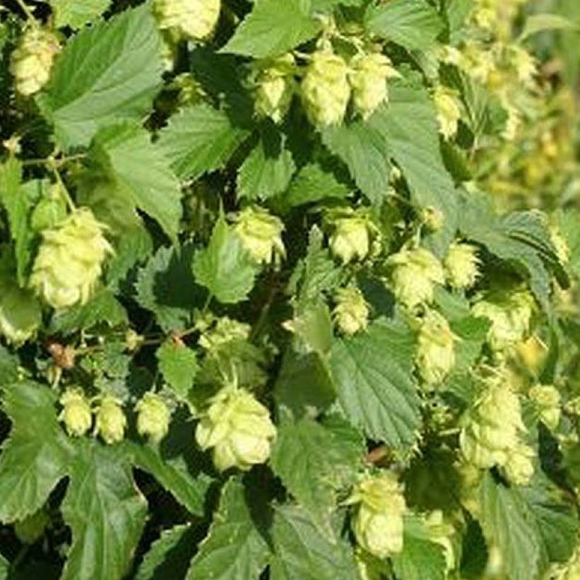 Hop Nordbrau - Humulus lupulus (Blad)