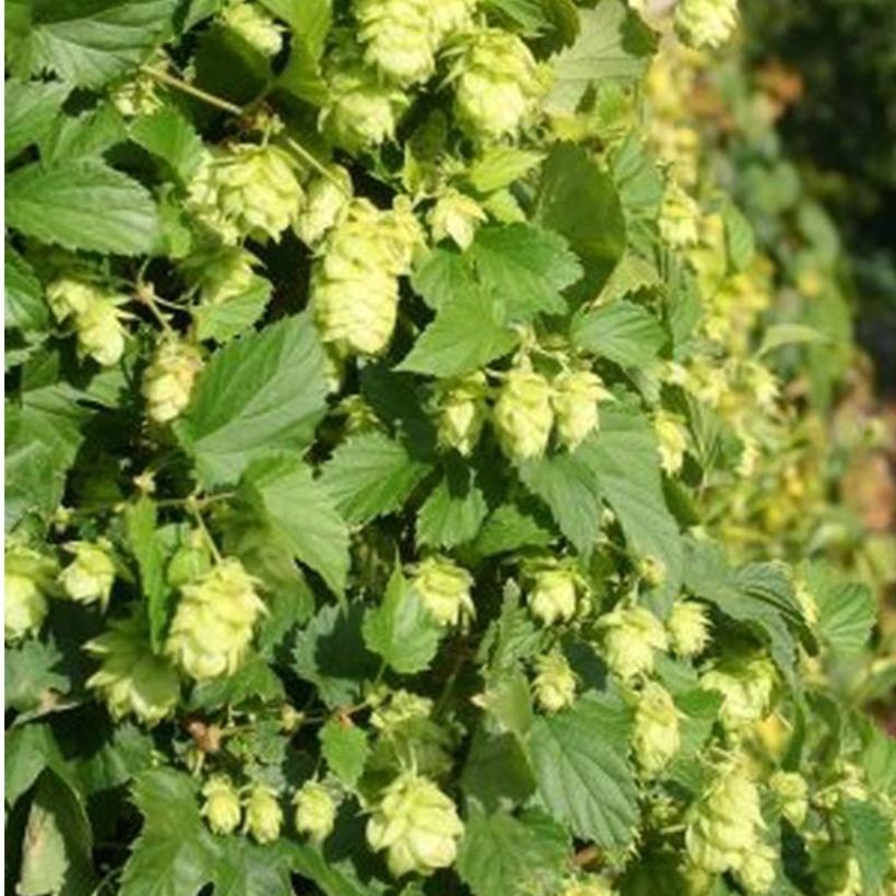 Hop Nordbrau - Humulus lupulus (Bloei)