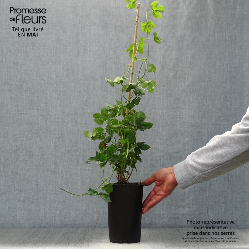 Exemplaar van Hop Nordbrau - Humulus lupulus Pot van 1,5 l/2 l zoals geleverd in de lente