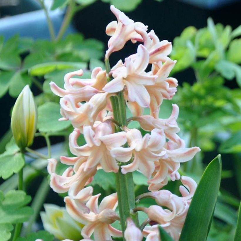 Hyacint Firelight - Hyacinthus orientalis (Bloei)