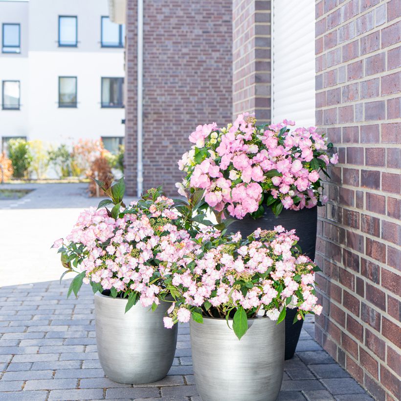 Hydrangea macrophylla Bloombuster - Bolhortensia roze (Groeiplaats)