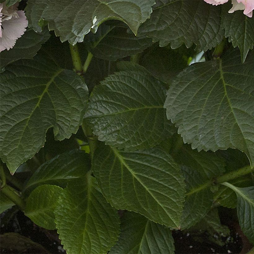 Hydrangea macrophylla Magical Pearl - Boerenhortensia (Blad)