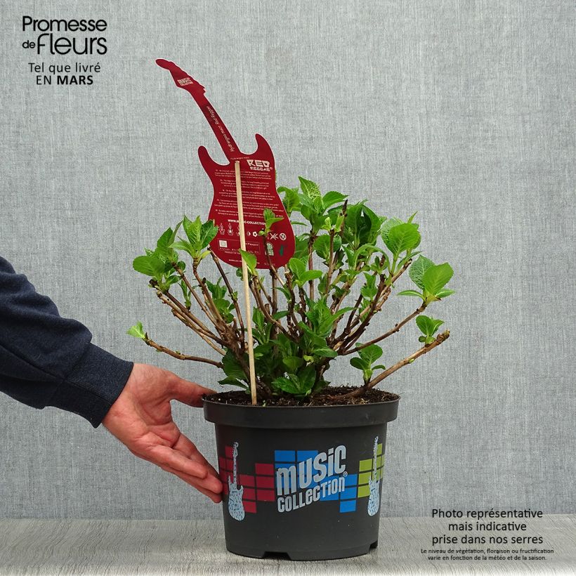 Exemplaar van Hydrangea macrophylla Music Collection Red Reggae - Bolhortensia Pot van 4 l/5 l zoals geleverd in de lente