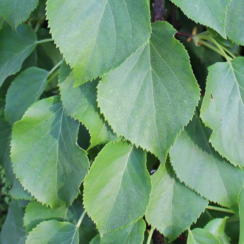 Hydrangea anomala Crug Coral - Klimhortensia (Foliage)