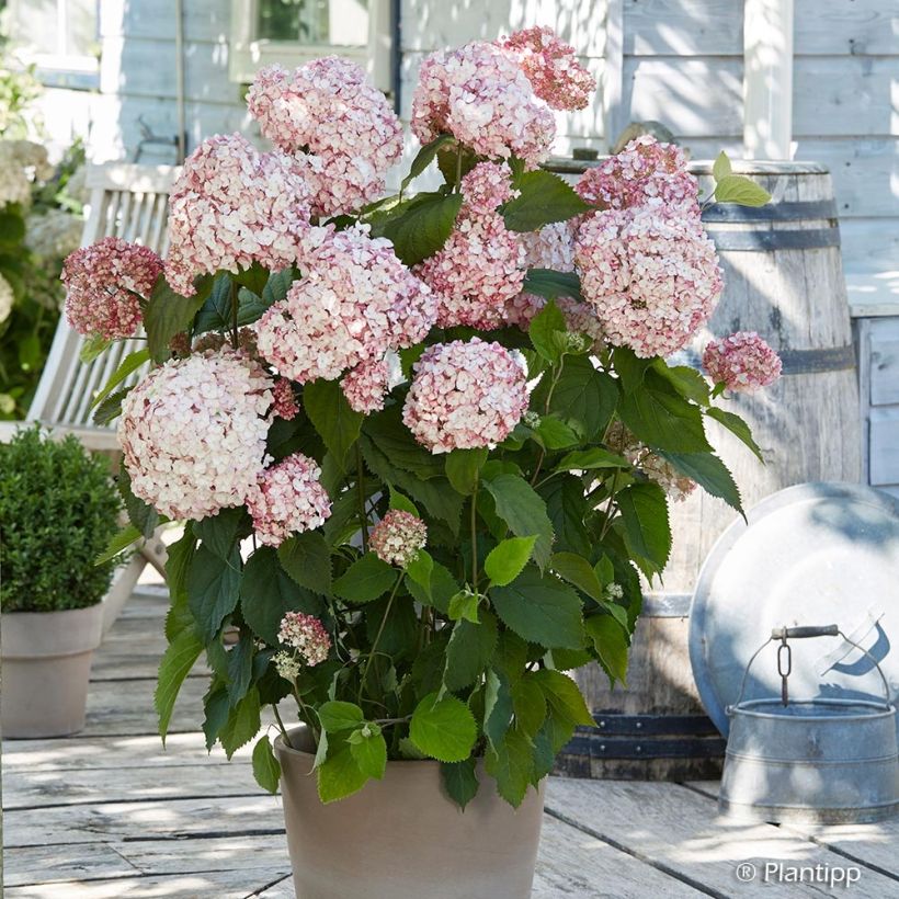 Hydrangea arborescens Candybelle Bubblegum - sneeuwballenhortensia (Groeiplaats)