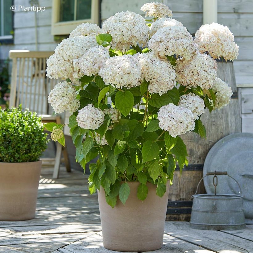 Hydrangea arborescens Candybelle Marshmallow - struikhortensia (Plant habit)