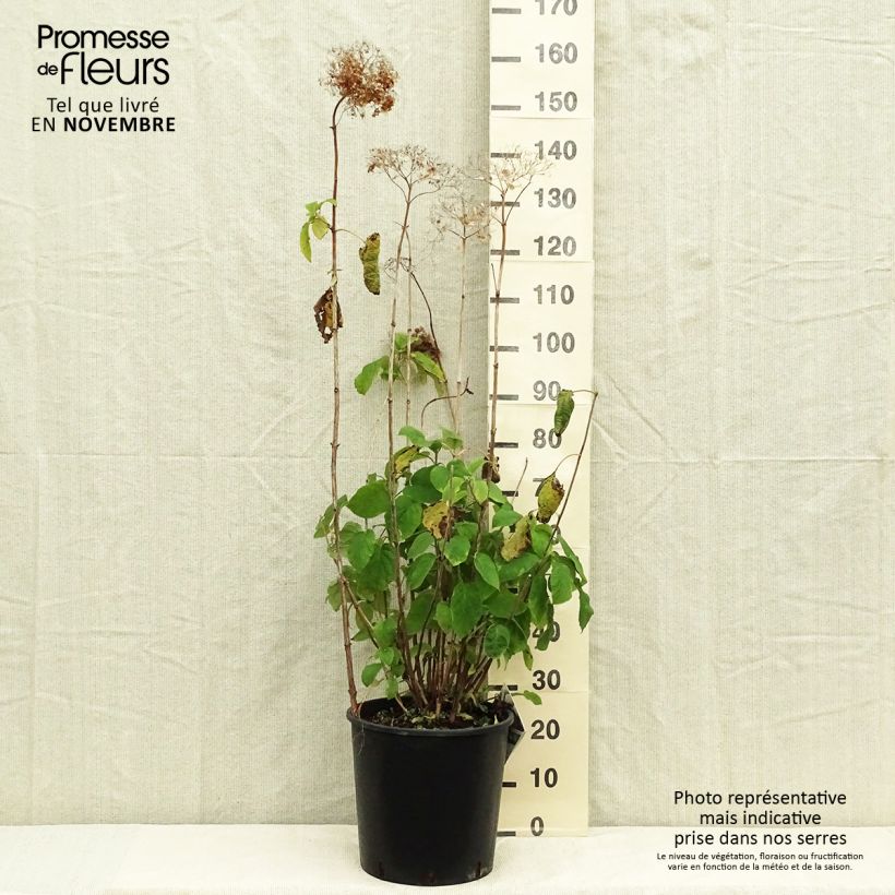 Exemplaar van Sneeuwballenhortensia Strong Annabelle Incrediball Pot van 7,5 l/10 l zoals geleverd in de herfst