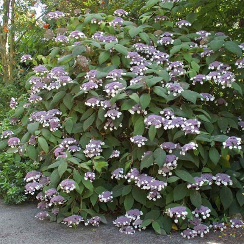 Hydrangea aspera Bellevue - Fluweelhortensia (Bloei)