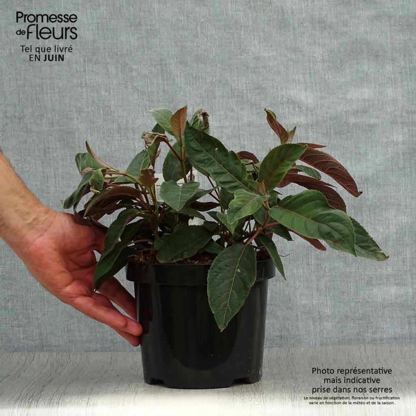 Exemplaar van Hydrangea aspera Hot Chocolate - Fluweelhortensia Pot van 3 l/4 l zoals geleverd in de zomer