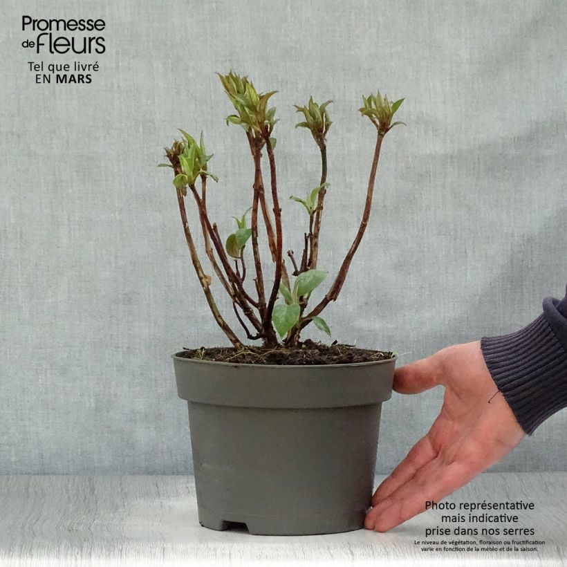 Exemplaar van Hydrangea aspera Hot Chocolate - Fluweelhortensia Pot van 3 l/4 l zoals geleverd in de lente