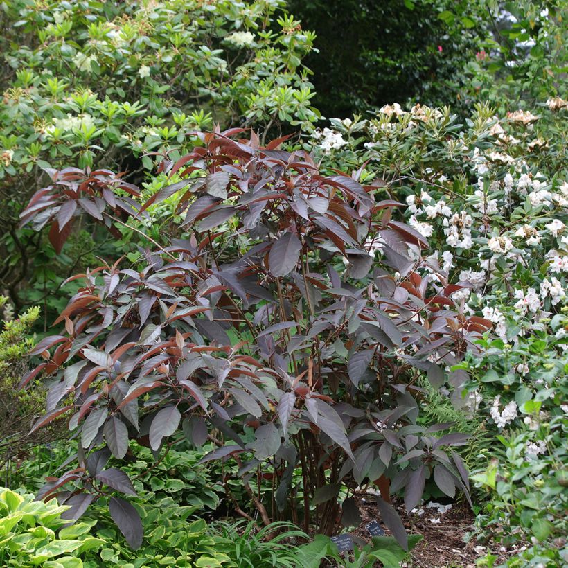Hydrangea aspera Hot Chocolate - Fluweelhortensia (Groeiplaats)