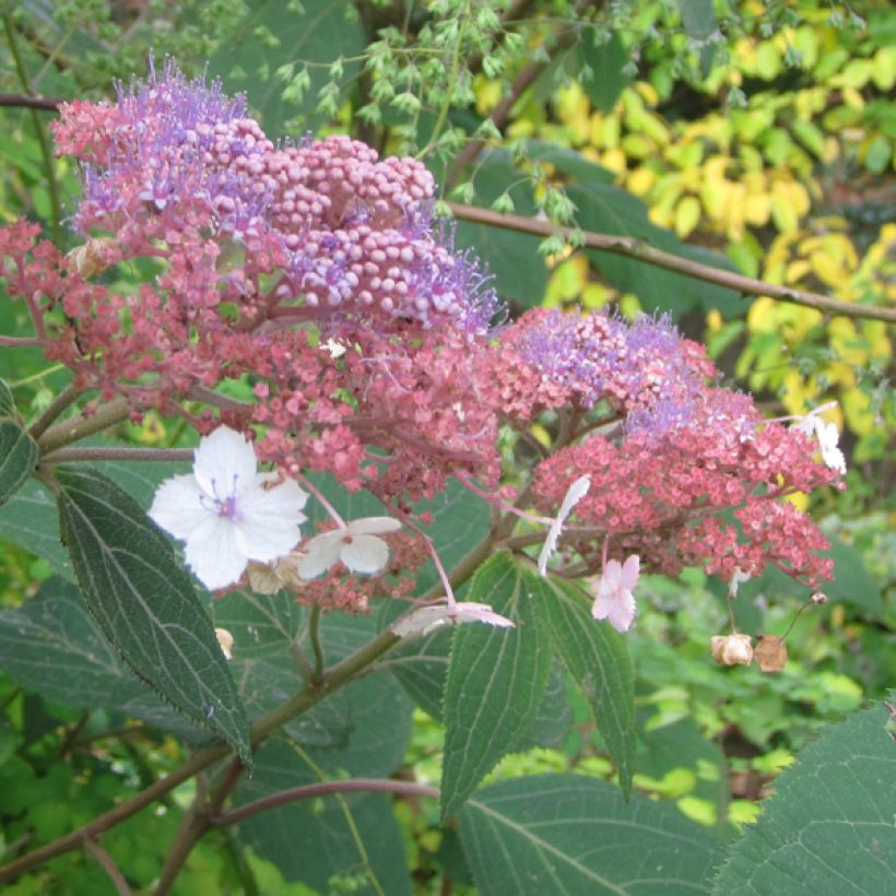 Hydrangea aspera Kawakami - Fluweelhortensia (Bloei)