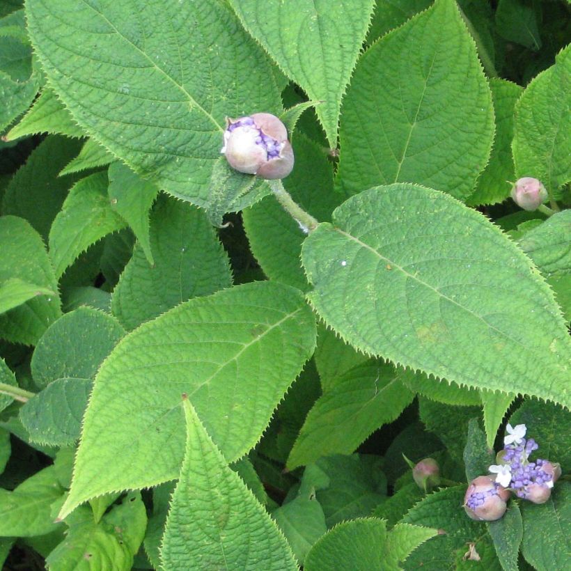 Hydrangea involucrata - Hortensia (Blad)