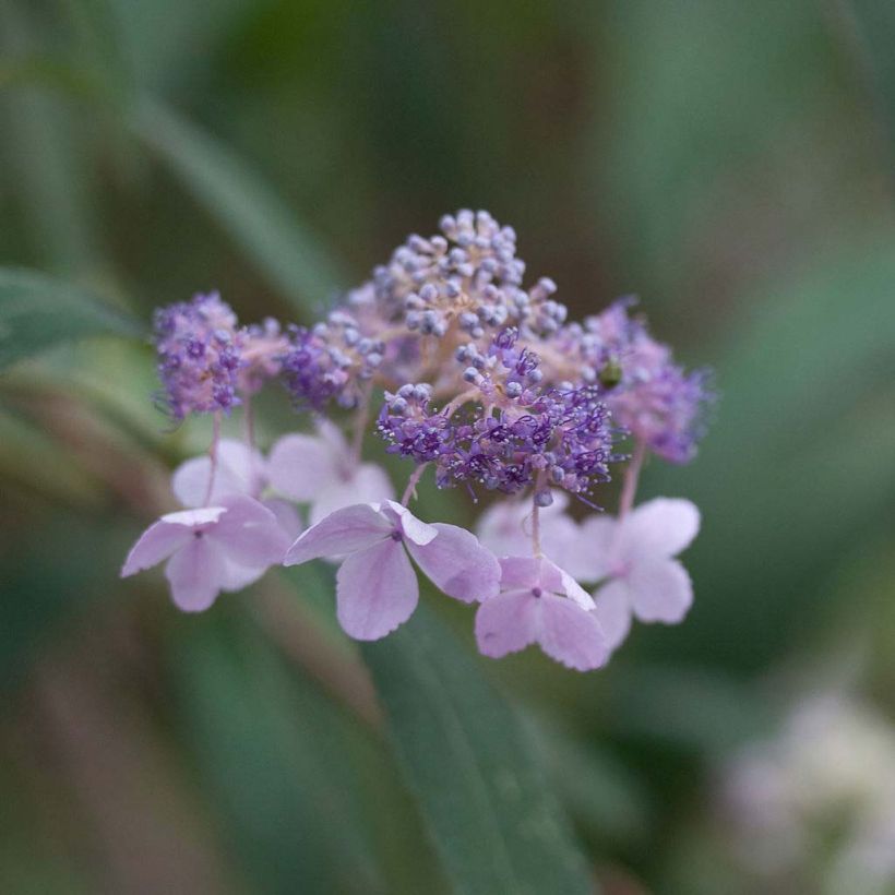Hydrangea involucrata - Hortensia (Bloei)