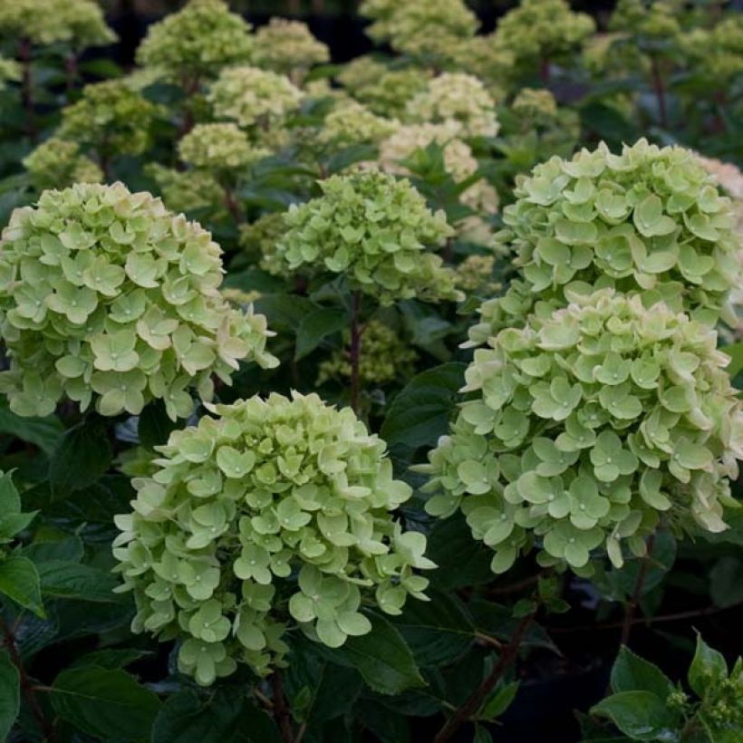 Hydrangea paniculata Little Lime - Dwergpluimhortensia (Bloei)