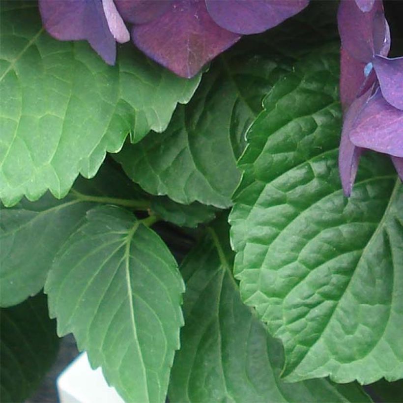 Hydrangea macrophylla Deep Purple Dance - Bolhortensia (Blad)