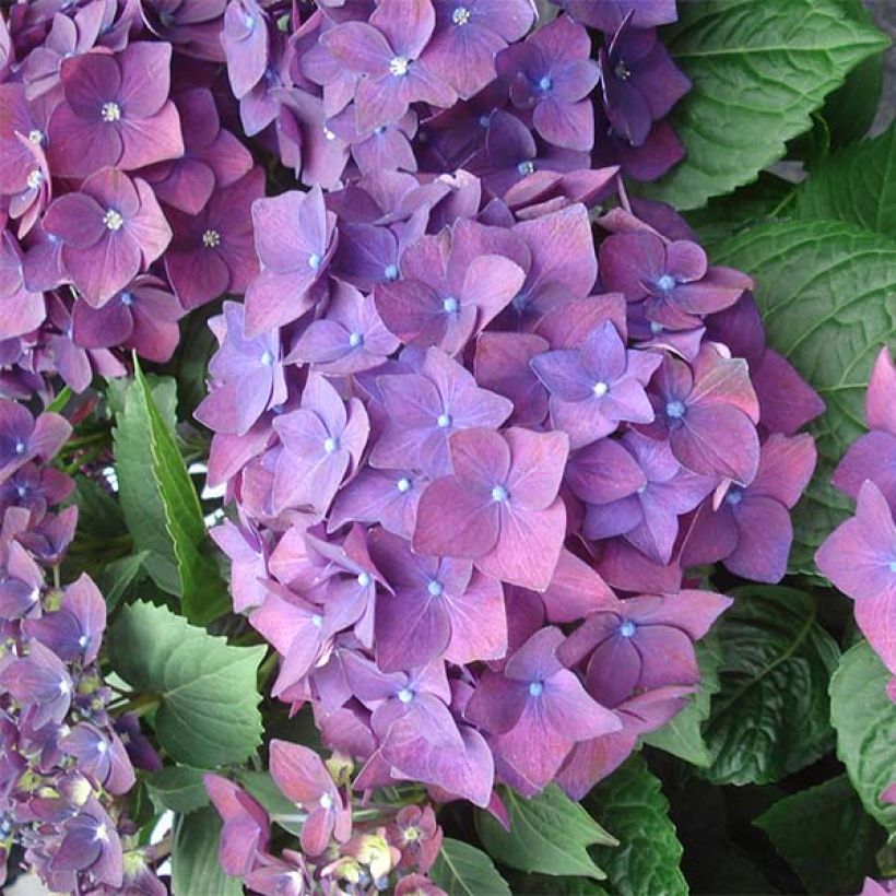 Hydrangea macrophylla Deep Purple Dance - Bolhortensia (Bloei)