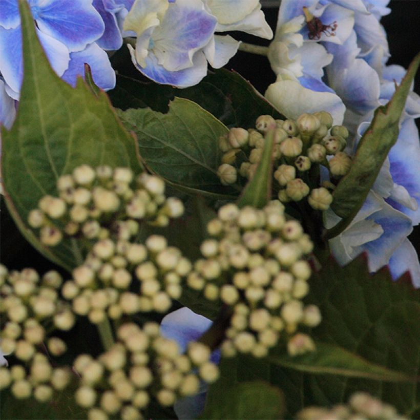 Hydrangea macrophylla Lady Fujiyo - Boerenhortensia (Blad)