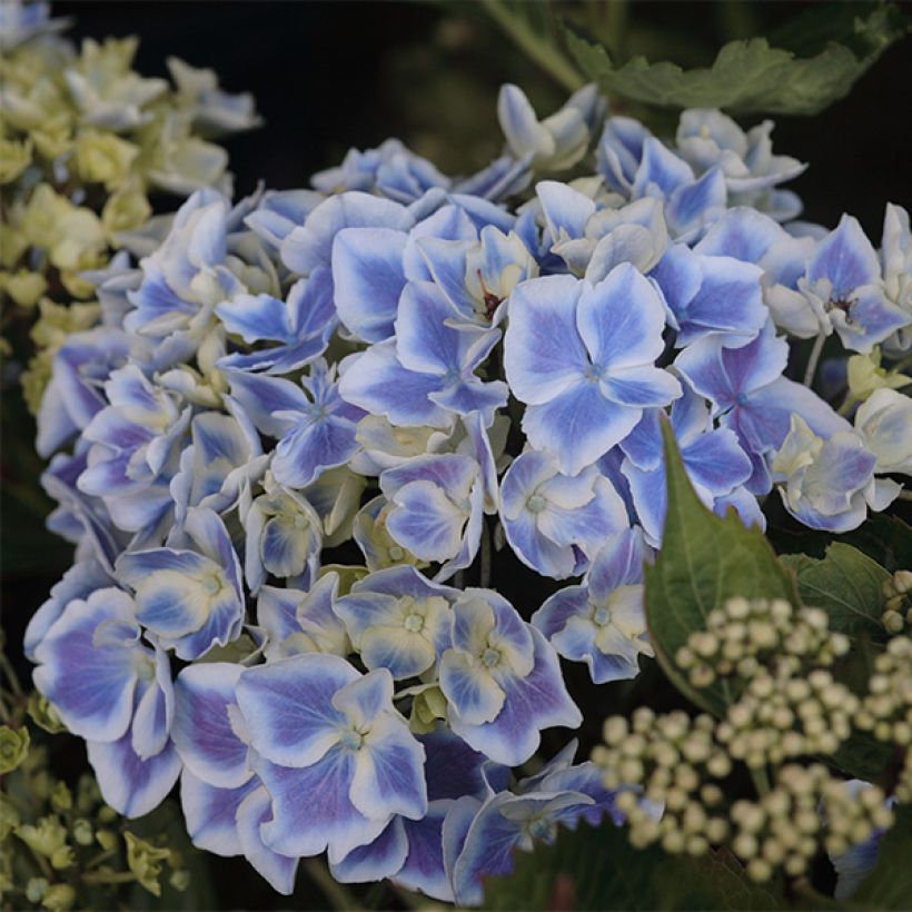 Hydrangea macrophylla Lady Fujiyo - Boerenhortensia (Bloei)