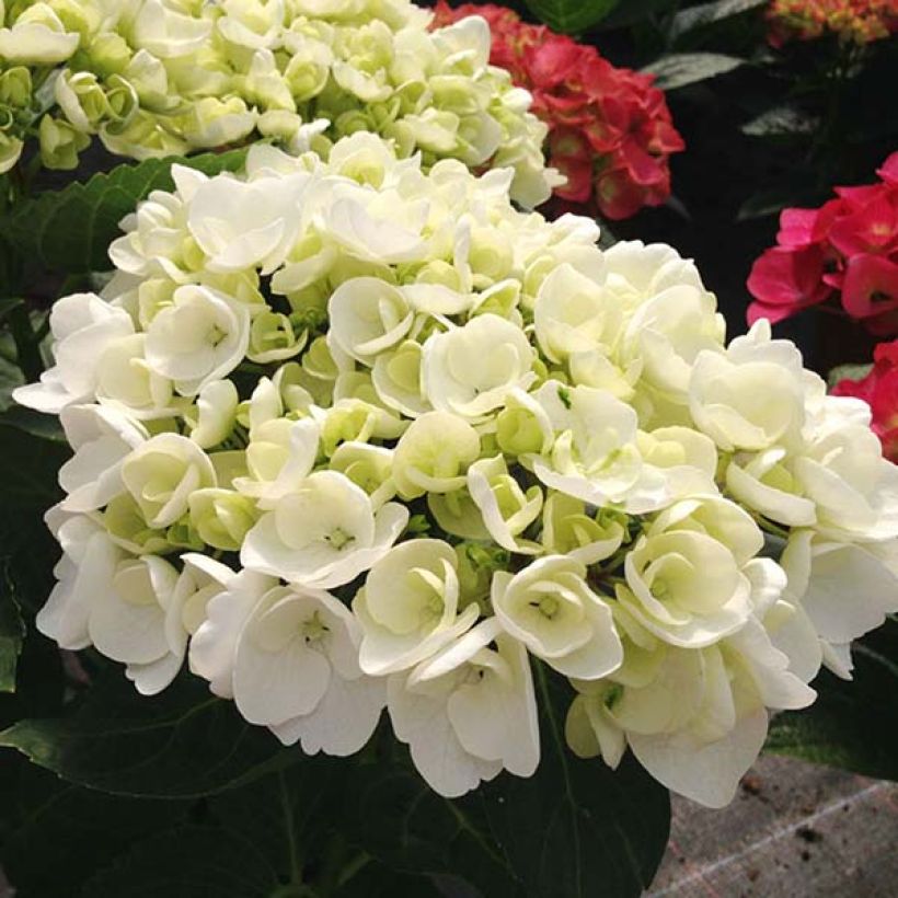 Hydrangea macrophylla Rendez-Vous Angelique - Bolhortensia (Bloei)