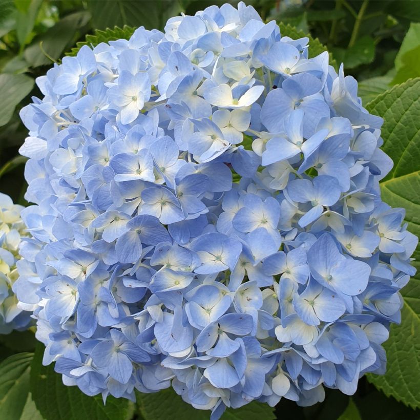 Hydrangea macrophylla Ankong - Bolhortensia (Bloei)