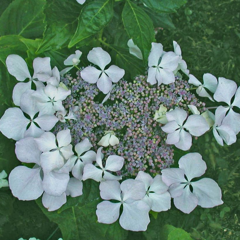 Hydrangea macrophylla Beauté Vendômoise - Schermhortensia (Bloei)