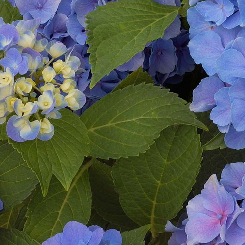Hydrangea macrophylla Benelux - Bolhortensia (Blad)