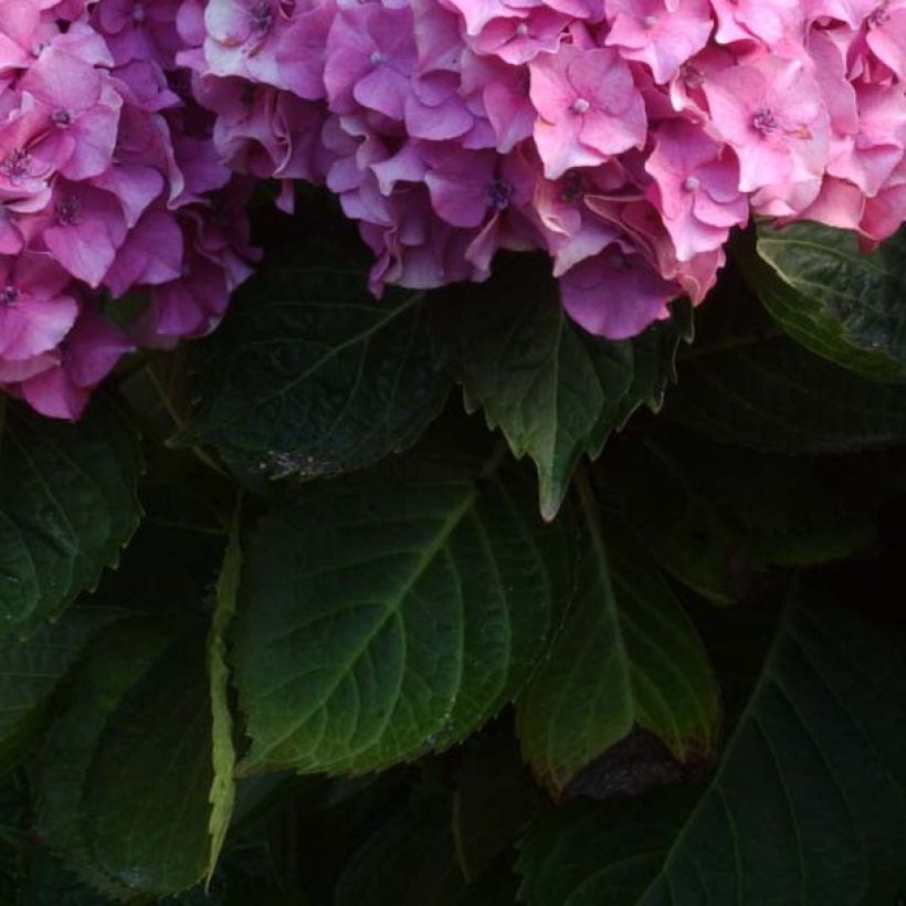 Hydrangea macrophylla Benelux - Bolhortensia roze (Blad)