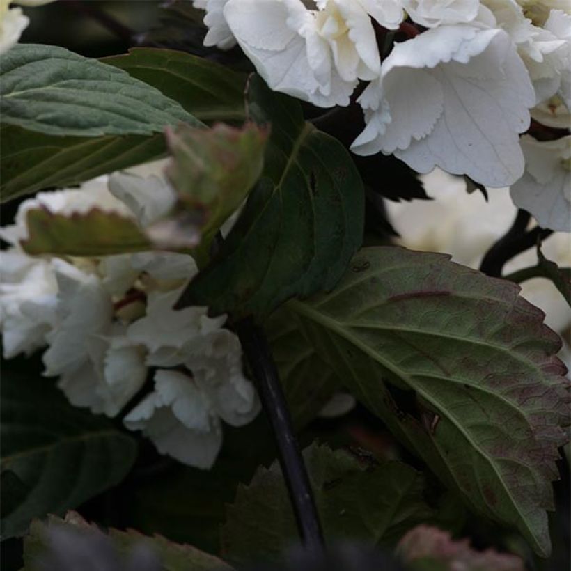 Hydrangea macrophylla Black Steel Zebra - Bolhortensia (Blad)
