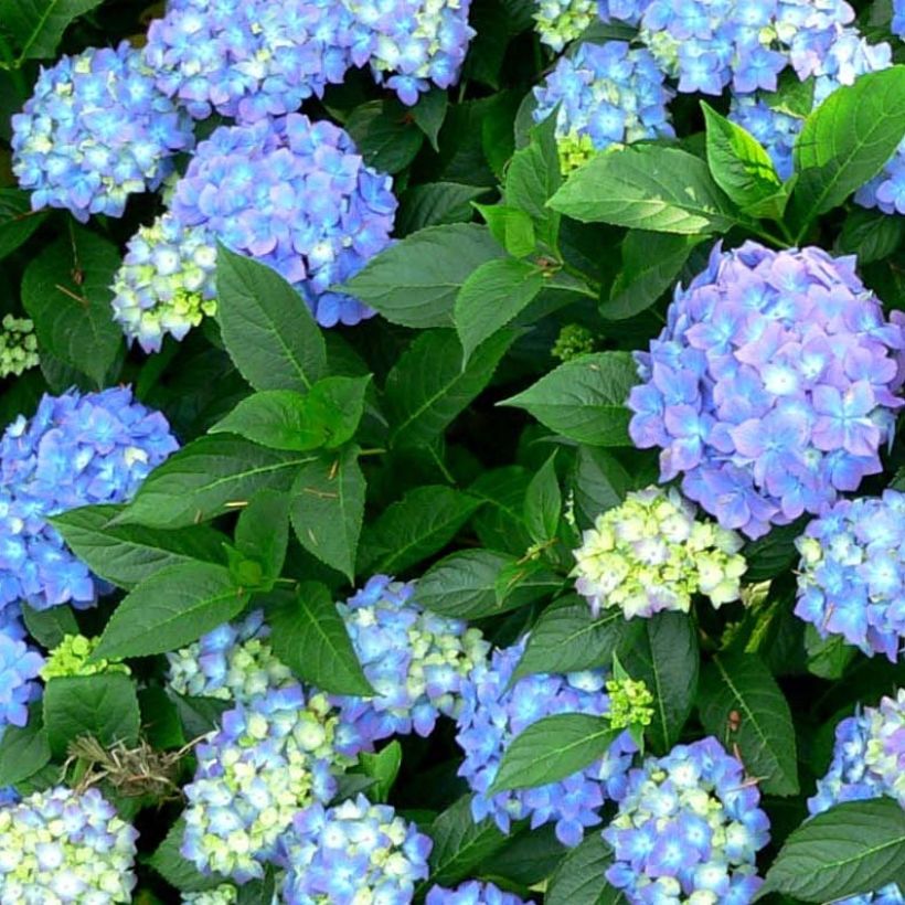 Hydrangea macrophylla Blauer Prinz - Boerenhortensia (Blad)