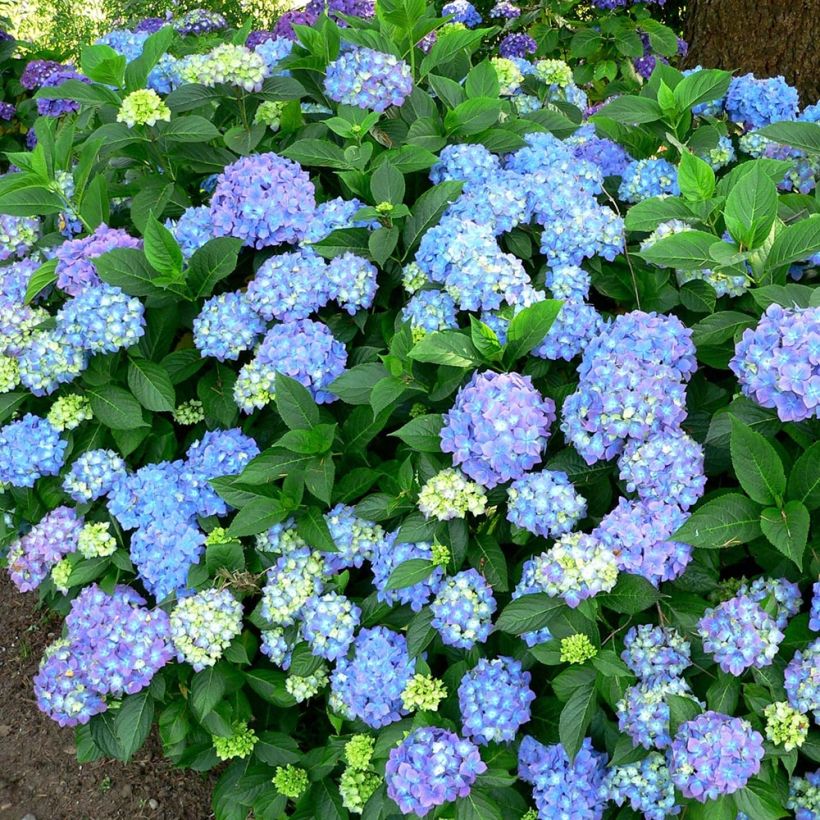 Hydrangea macrophylla Blauer Prinz - Boerenhortensia (Groeiplaats)