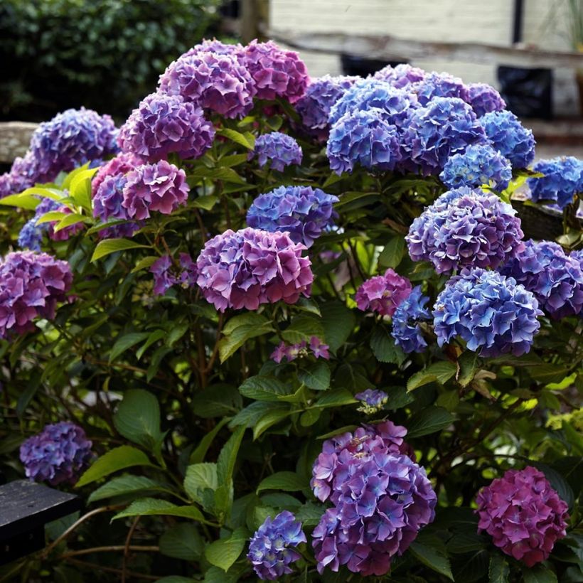 Hydrangea macrophylla Blauer Zwerg - Bolhortensia (Plant habit)