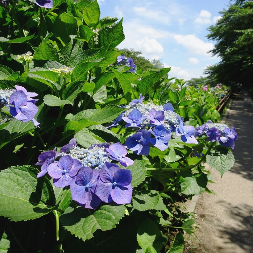 Hydrangea macrophylla Blue Sky - Schermhortensia (Groeiplaats)