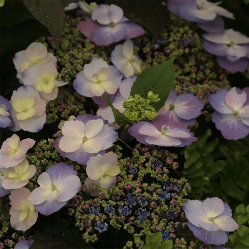 Hydrangea macrophylla Blueberry Cheesecake - Schermhortensia (Bloei)