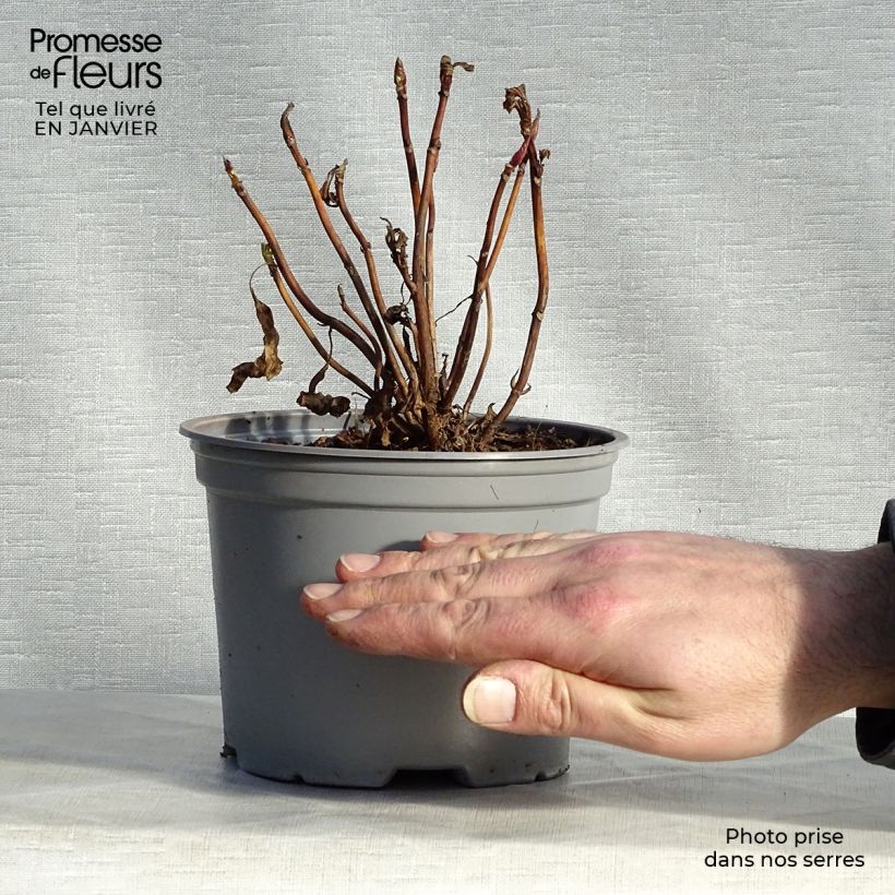 Exemplaar van Hydrangea macrophylla Blueberry Cheesecake - Schermhortensia Pot van 2 l/3 l zoals geleverd in de winter