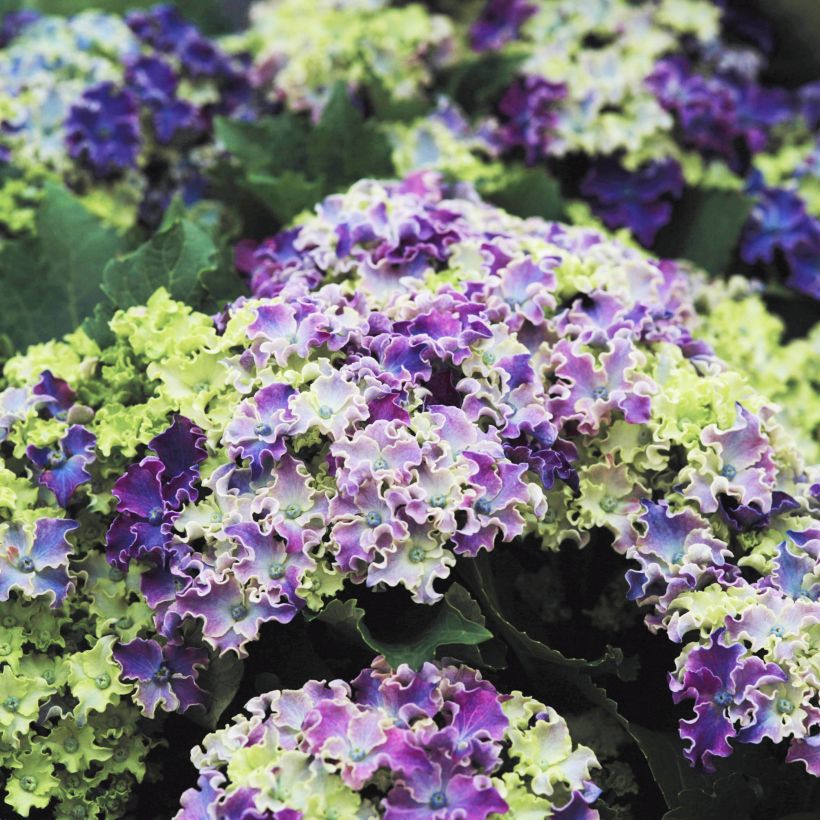 Hydrangea macrophylla Curly Sparkle Blue - Bolhortensia (Bloei)