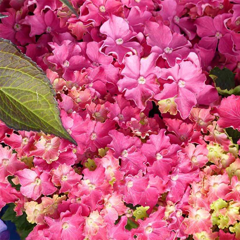 Hydrangea macrophylla Curly Sparkle Red - Bolhortensia (Bloei)