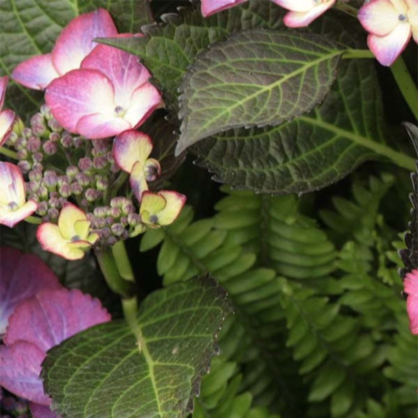 Hydrangea macrophylla Dark Angel Purple Black Diamonds - Bolhortensia (Blad)