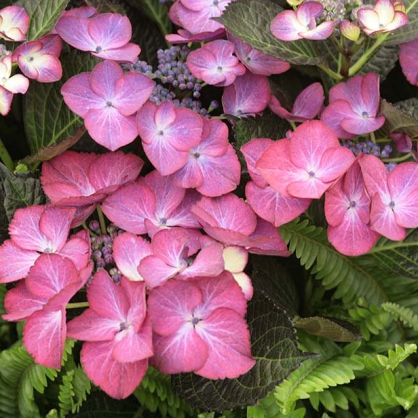 Hydrangea macrophylla Dark Angel Purple Black Diamonds - Bolhortensia (Bloei)